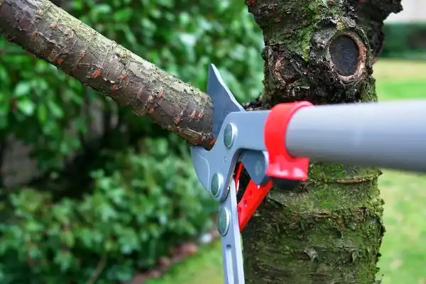 tree services Weir